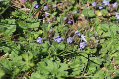 Glechoma hederacea