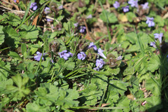 Glechoma hederacea