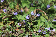 Glechoma hederacea