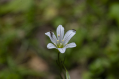 Gagea graeca