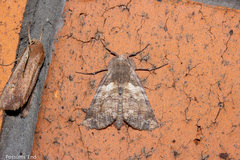 Declana griseata