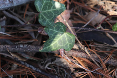 Hedera helix