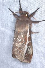 Oxycanus
