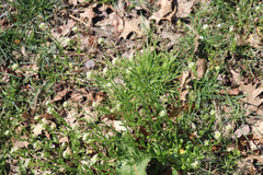 Mummenhoffia alliacea