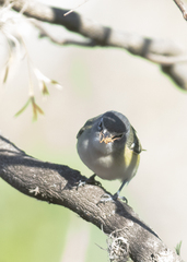 Vireo solitarius