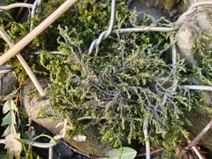 Cinclidotus fontinaloides