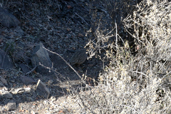 Nothoprocta perdicaria