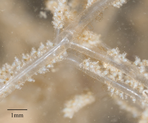Amathia verticillata