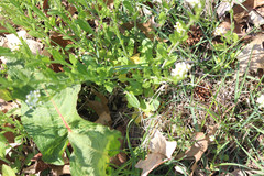 Mummenhoffia alliacea