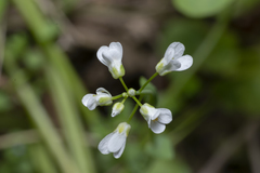 Noccaea natolica