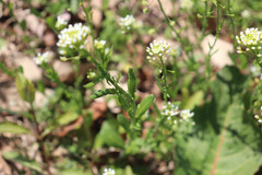 Mummenhoffia alliacea