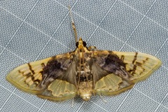Noctuelia