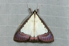 Pitama hermesalis
