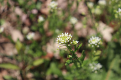 Mummenhoffia alliacea