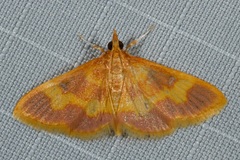 Pyrausta cruoralis