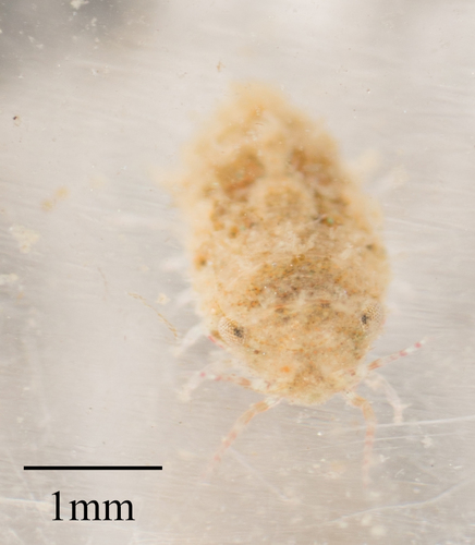 Sphaeromatidae