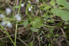 Noccaea natolica