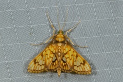 Neoanalthes nebulalis