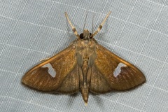 Nosophora