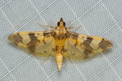 Orphanostigma angustale