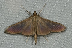 Coptobasis