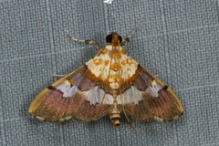 Aetholix flavibasalis