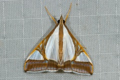 Agrioglypta eurytusalis