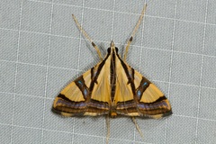 Agrioglypta excelsalis