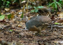 Crypturellus noctivagus