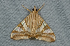 Agrioglypta zelimalis