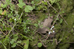 Noccaea natolica