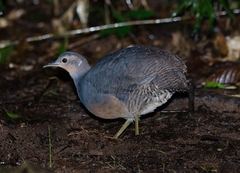 Crypturellus noctivagus