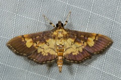 Ategumia adipalis