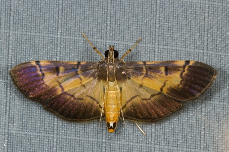 Bacotoma