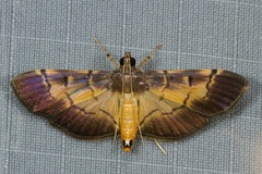 Bacotoma