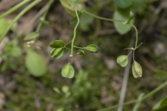 Noccaea natolica