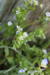 Stellaria media