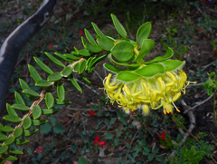 Pimelea suaveolens