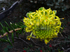 Pimelea suaveolens