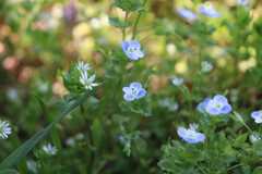 Veronica persica