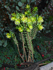 Pimelea suaveolens
