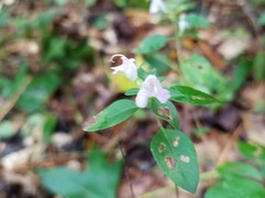 Clinopodium carolinianum
