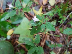 Clinopodium carolinianum