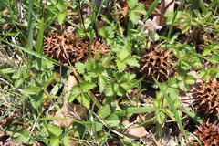 Potentilla indica