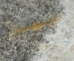 Caprella