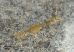 Caprella