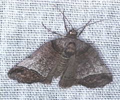 Drymoptila temenitis