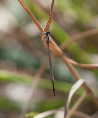 Enallagma divagans