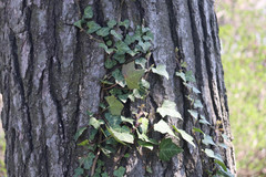 Hedera helix