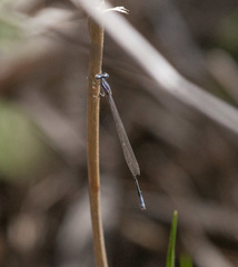 Enallagma divagans